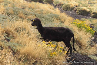 rra delle Concazze-05-08-2014 15-10-33